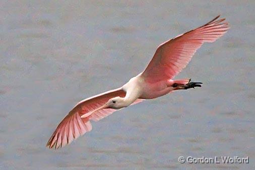 Roseate Spoonbill In Flight_34325.jpg - Roseate Spoonbill (Ajaia ajaja)Photographed at the Magic Ridge Bird Sanctuary on the Gulf coast near Port Lavaca, Texas, USA.